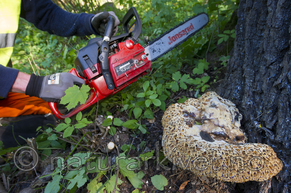 BB_20170822_0127 / Inonotus dryadeus / Tårekjuke