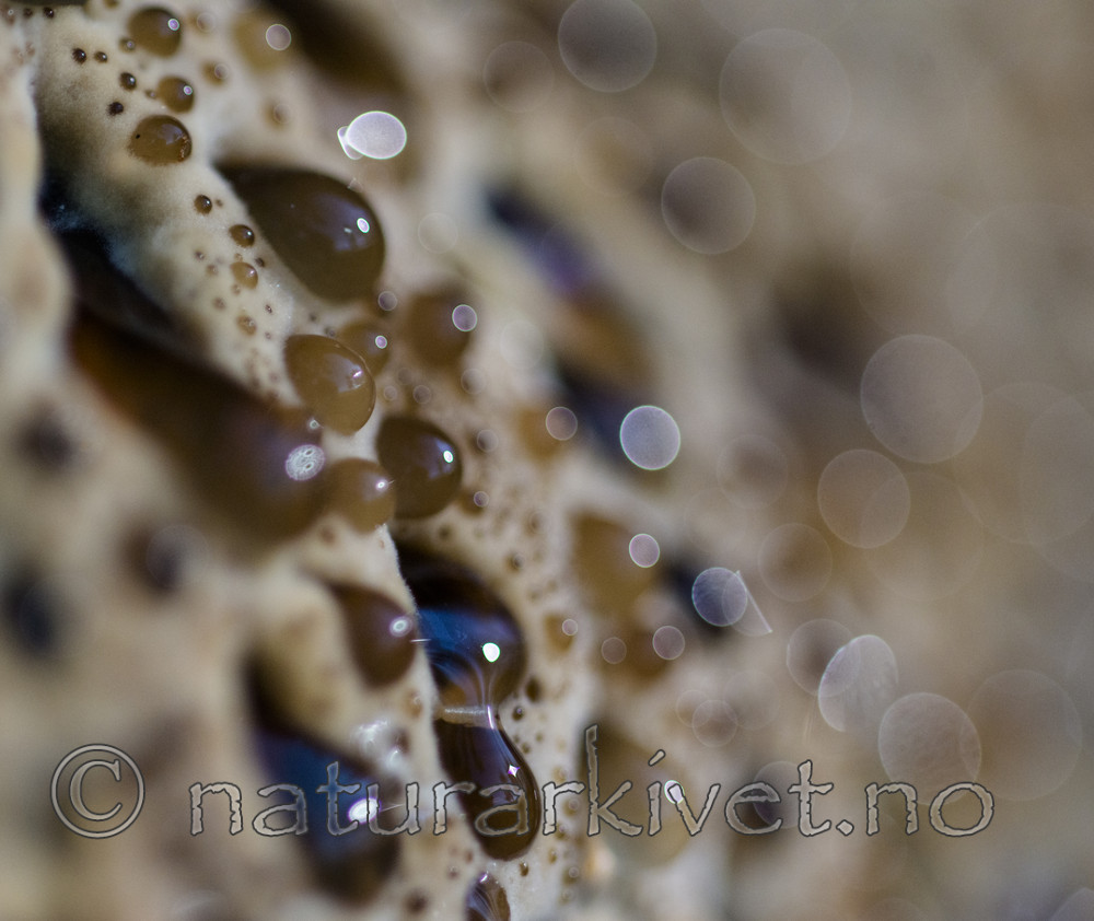 BB_20170822_0189 / Inonotus dryadeus / Tårekjuke