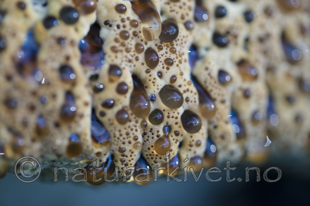 BB_20170822_0232 / Inonotus dryadeus / Tårekjuke