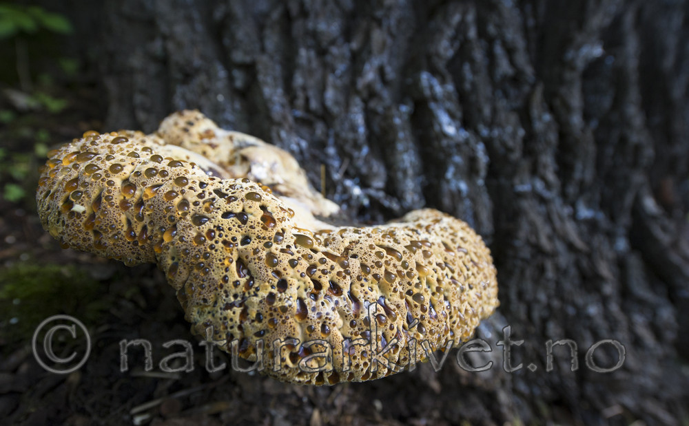 BB_20170822_0274 / Inonotus dryadeus / Tårekjuke