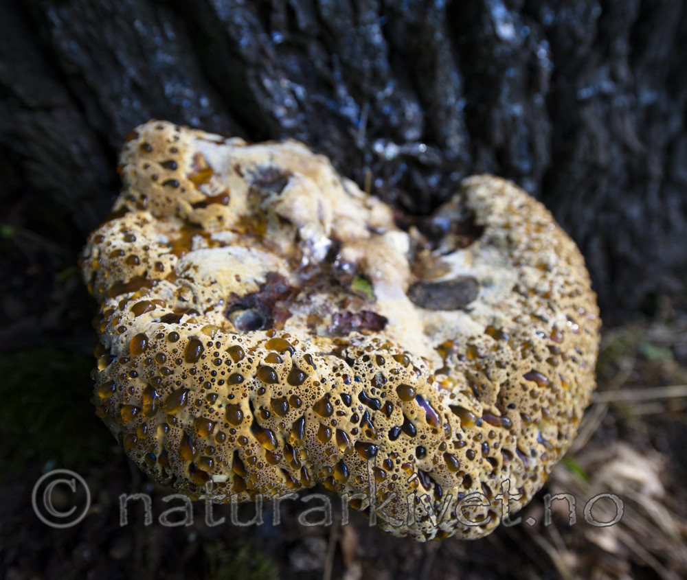 BB_20170822_0287 / Inonotus dryadeus / Tårekjuke