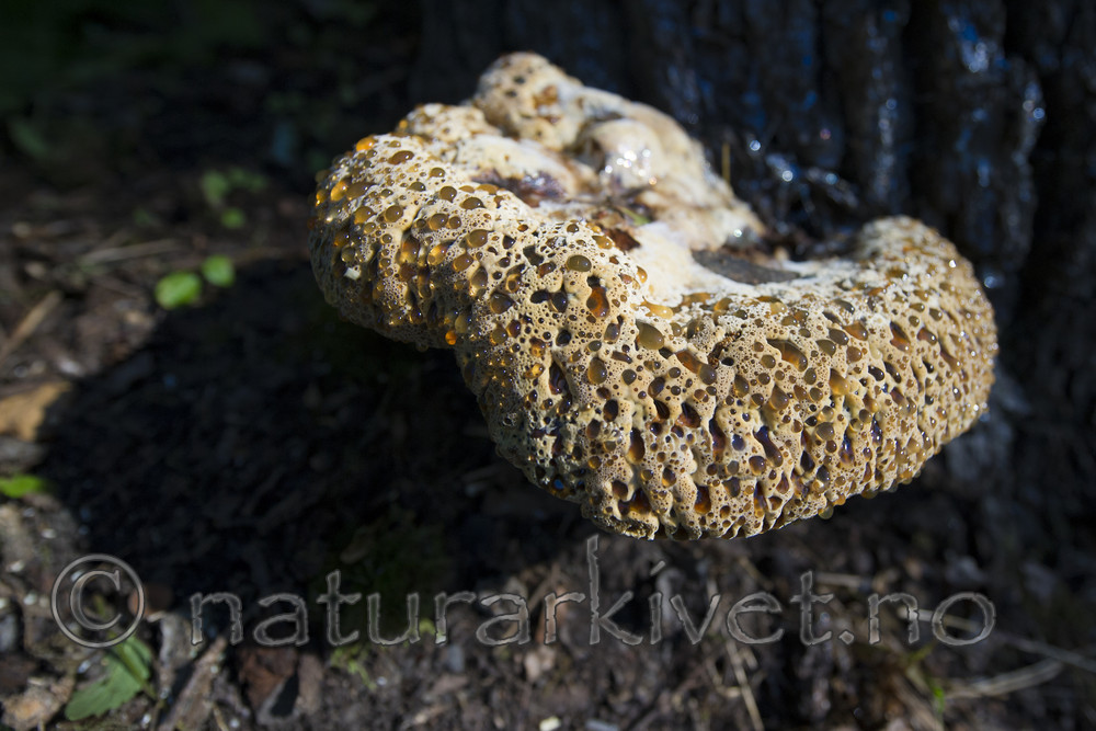 BB_20170822_0324 / Inonotus dryadeus / Tårekjuke