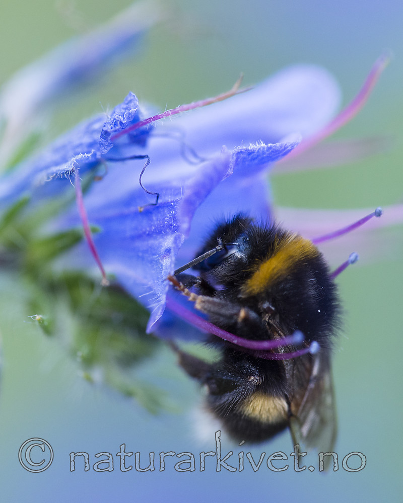 BB_20170826_0147 / Bombus terrestris / Mørk jordhumle <br /> Echium vulgare / Ormehode