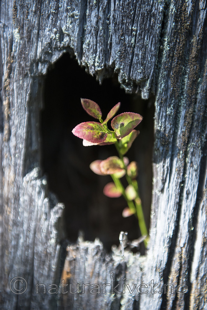 BB_20170827_0125 / Vaccinium myrtillus / Blåbær