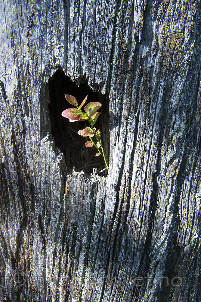 BB_20170827_0131 / Vaccinium myrtillus / Blåbær