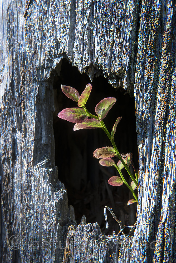 BB_20170827_0140 / Vaccinium myrtillus / Blåbær