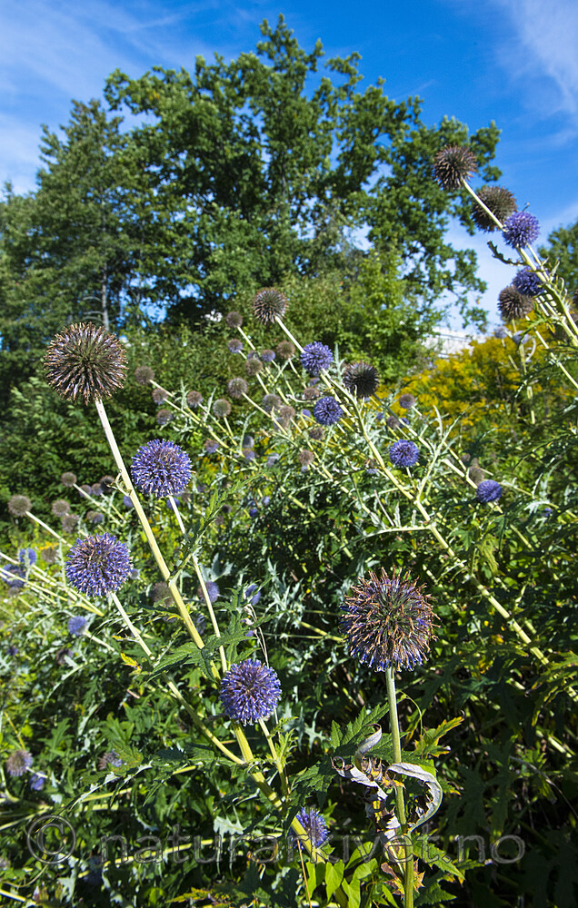 BB_20170830_0001 / Echinops sphaerocephalus / Kuletistel