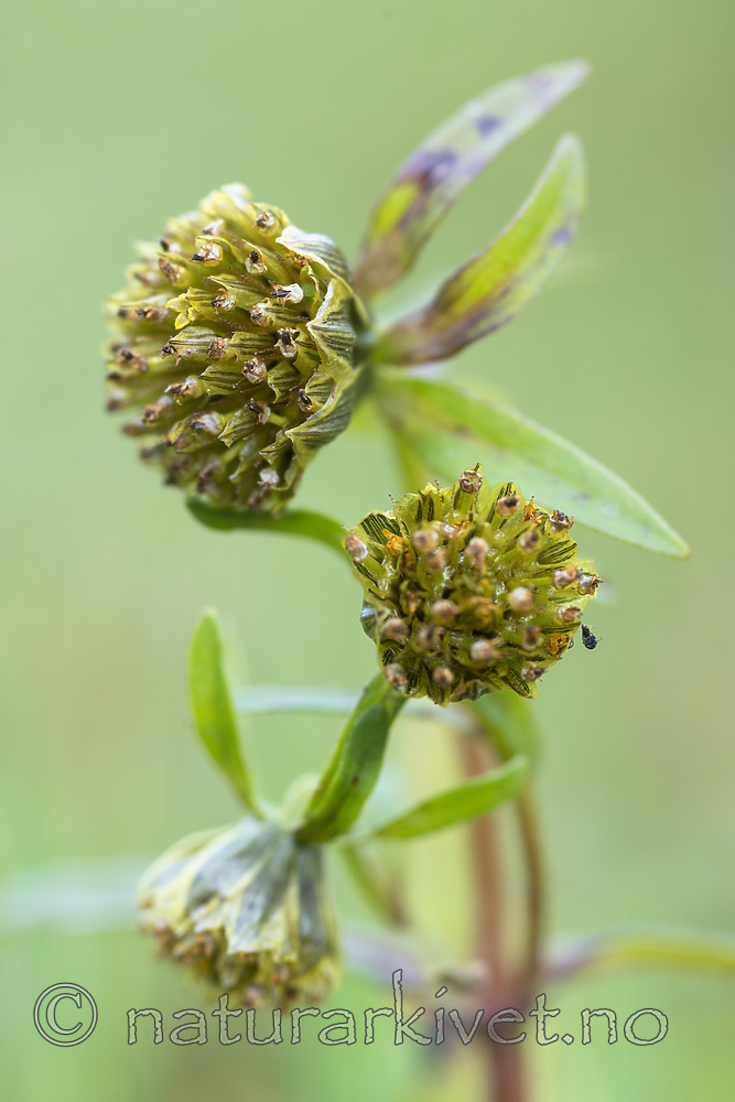 BB_20170831_0020 / Bidens cernua / Nikkebrønsle