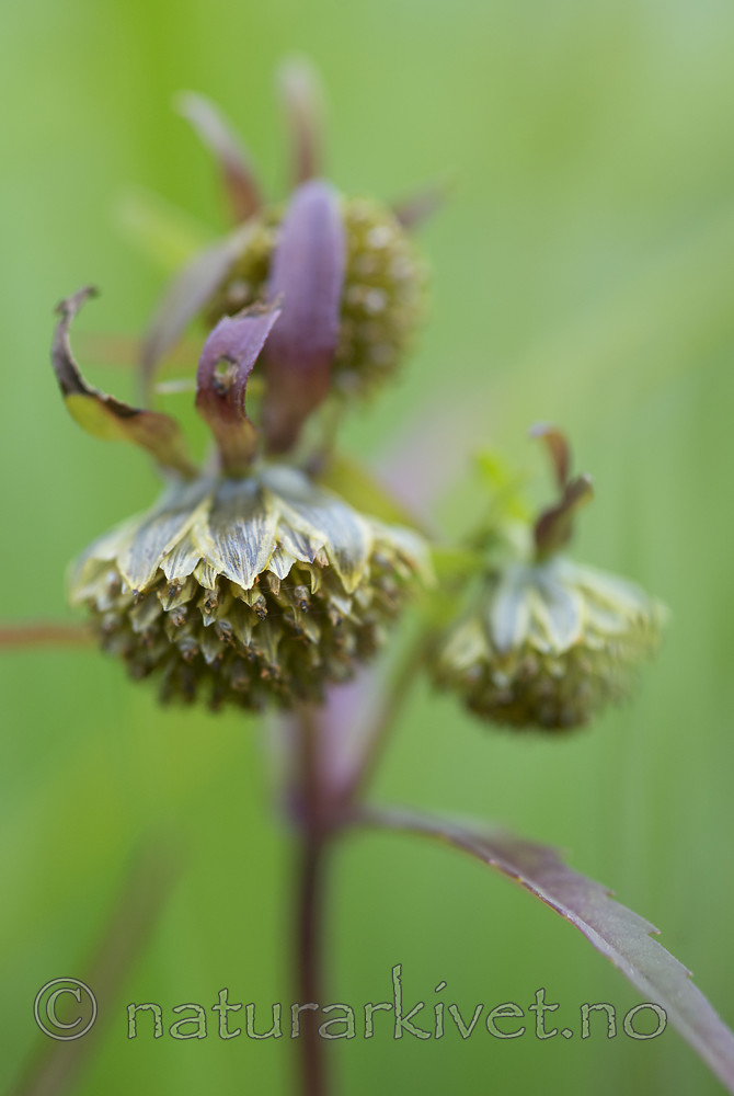 BB_20170831_0055 / Bidens cernua / Nikkebrønsle