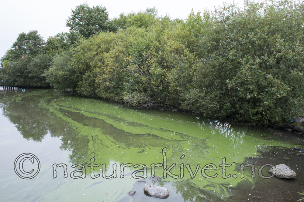 BB_20170831_0081 / Salix cinerea / Gråselje