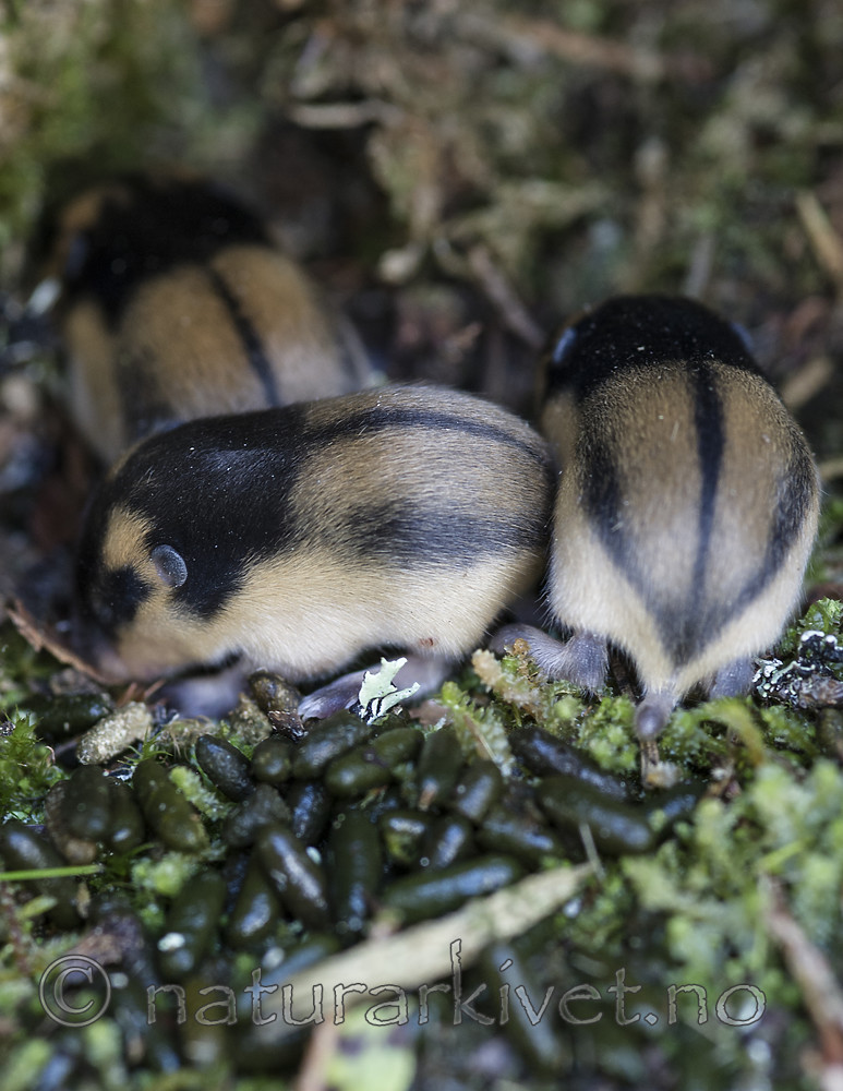 BB_20170902_0171 / Lemmus lemmus / Lemen