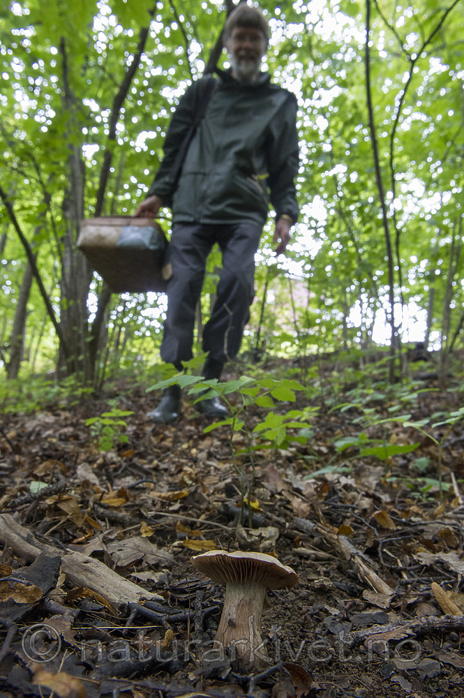 BB_20170908_0054 / Cortinarius aprinus / Villsvinslørsopp