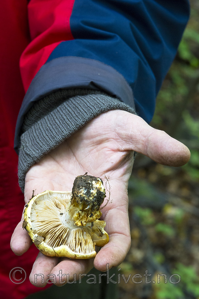 BB_20170908_0061 / Cortinarius caesiocortinatus / Rasmarkslørsopp