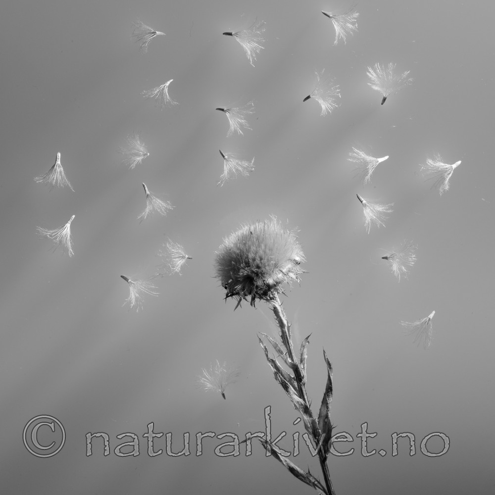BB_20170914_0006 / Carlina vulgaris / Stjernetistel