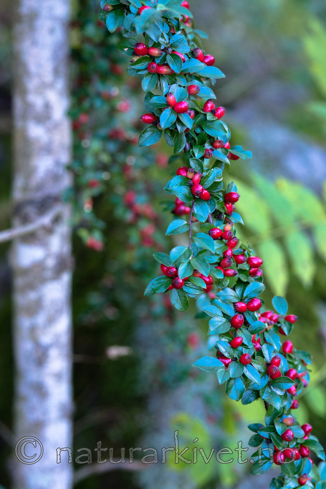 BB_20170915_0017 / Cotoneaster divaricatus / Sprikemispel