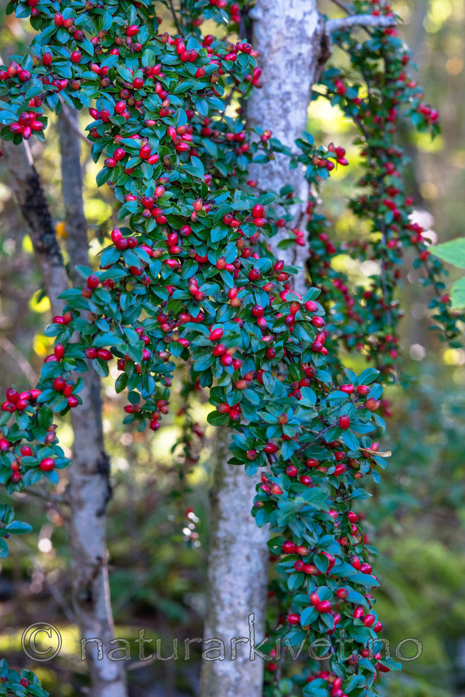 BB_20170915_0023 / Cotoneaster divaricatus / Sprikemispel