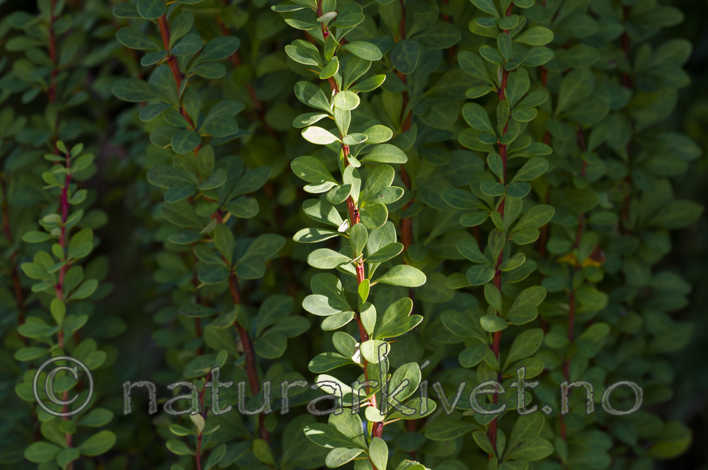 BB_20170916_0016 / Berberis thunbergii / Høstberberis