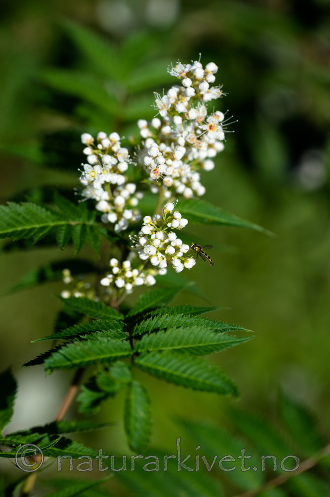 BB_20170916_0053 / Sorbaria sorbifolia / Rognspirea