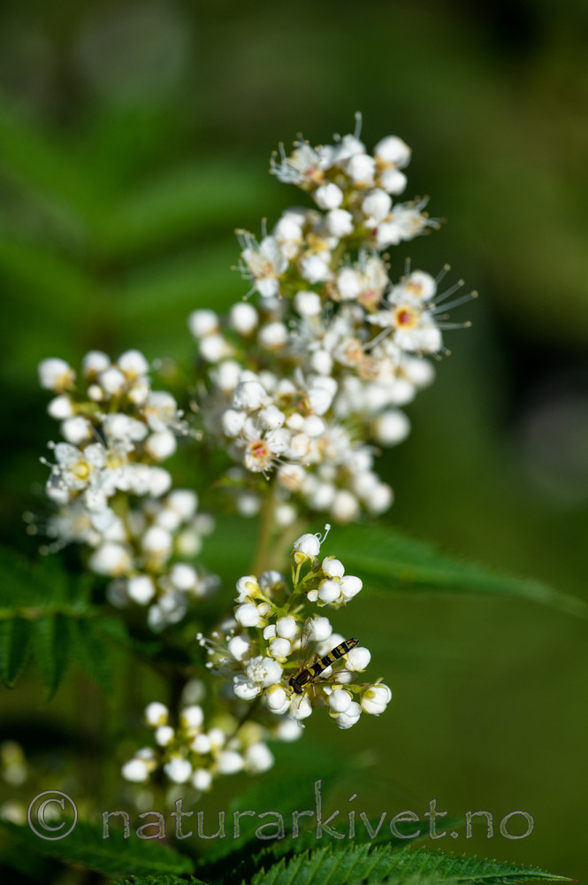 BB_20170916_0055 / Sorbaria sorbifolia / Rognspirea
