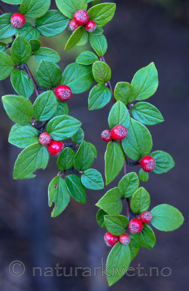 BB_20170918_0077 / Cotoneaster dielsianus / Dielsmispel