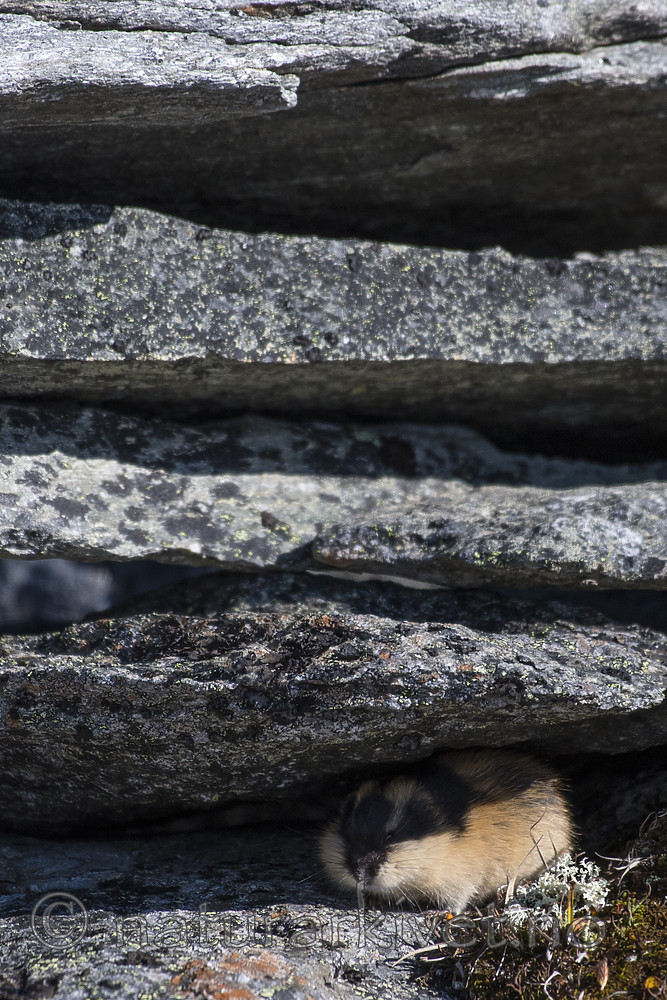 BB_20170923_0581 / Lemmus lemmus / Lemen