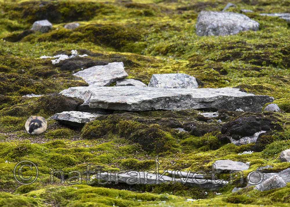 BB_20170924_1176 / Lemmus lemmus / Lemen