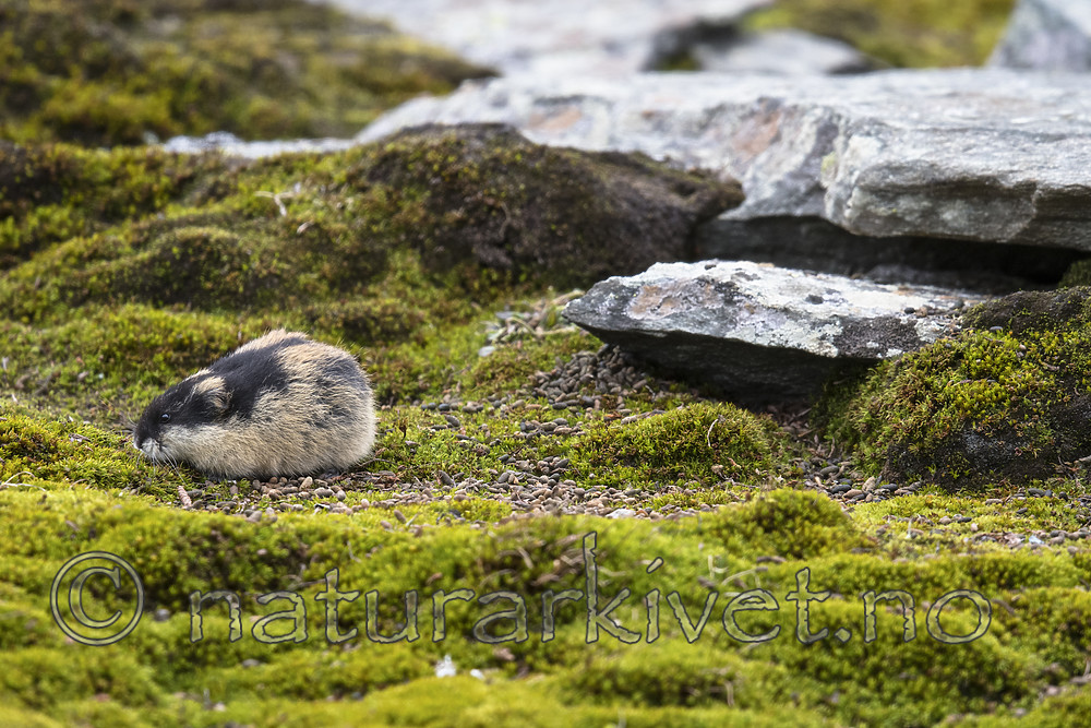BB_20170924_1190 / Lemmus lemmus / Lemen