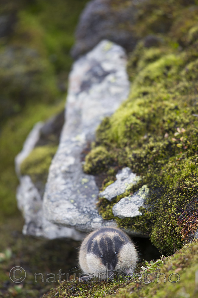 BB_20170924_1402 / Lemmus lemmus / Lemen