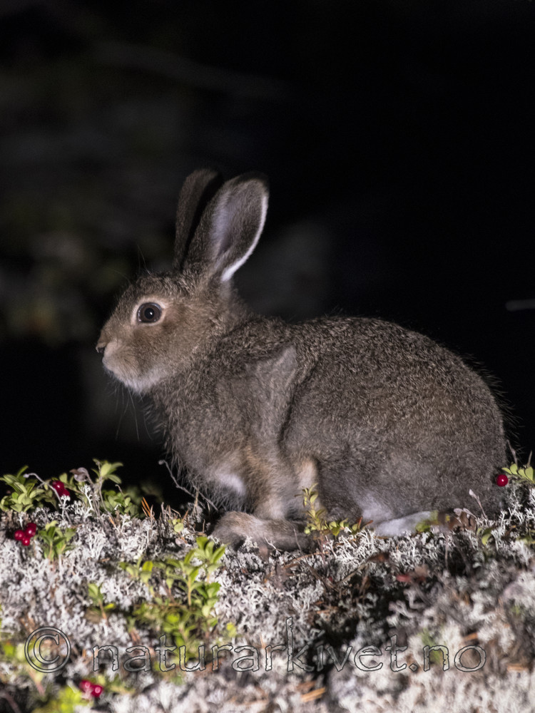 BB_20170924_1846 / Lepus timidus / Hare <br /> Vaccinium vitis-idaea / Tyttebær