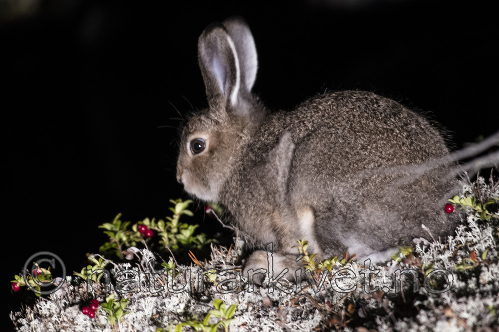 BB_20170924_1852 / Lepus timidus / Hare <br /> Vaccinium vitis-idaea / Tyttebær