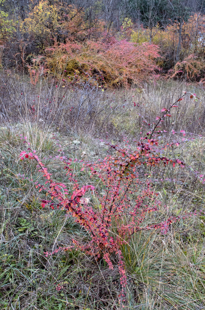 BB_20171030_0012 / Cotoneaster divaricatus / Sprikemispel