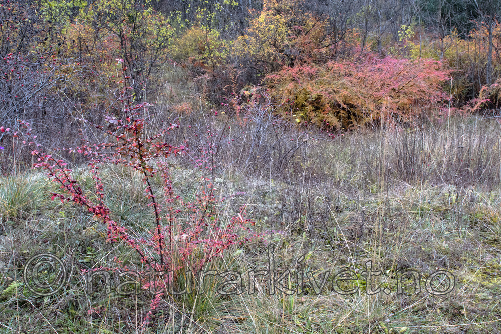 BB_20171030_0013 / Cotoneaster divaricatus / Sprikemispel