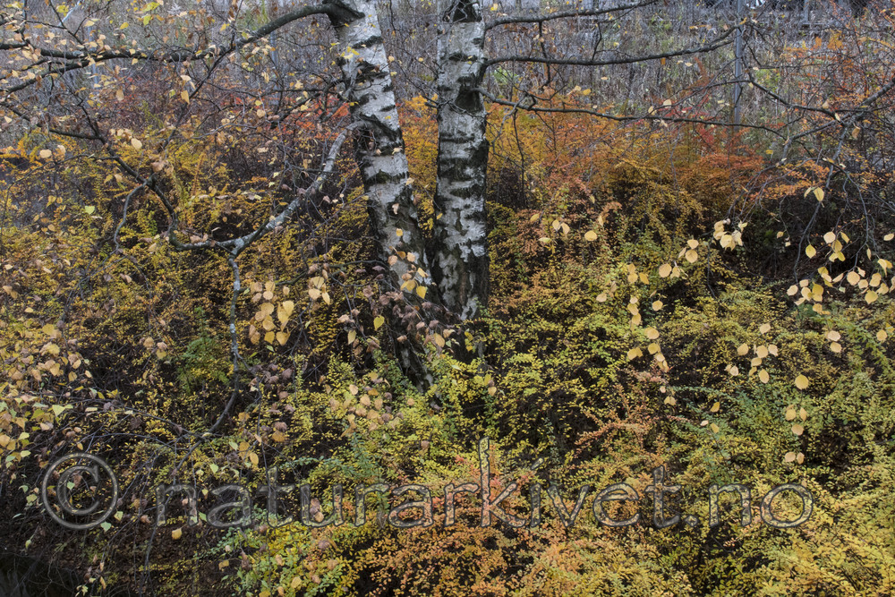 BB_20171030_0018 / Berberis thunbergii / Høstberberis <br /> Betula pendula / Hengebjørk