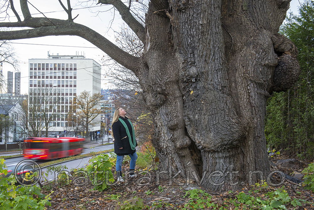 BB_20171101_0008 / Fraxinus excelsior / Ask