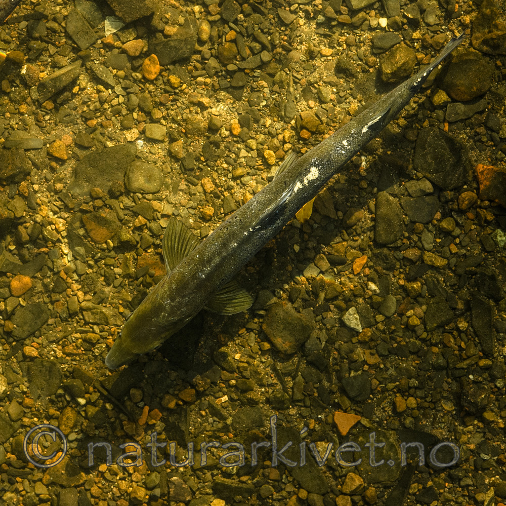 BB_20171112_0152 / Salmo salar / Laks