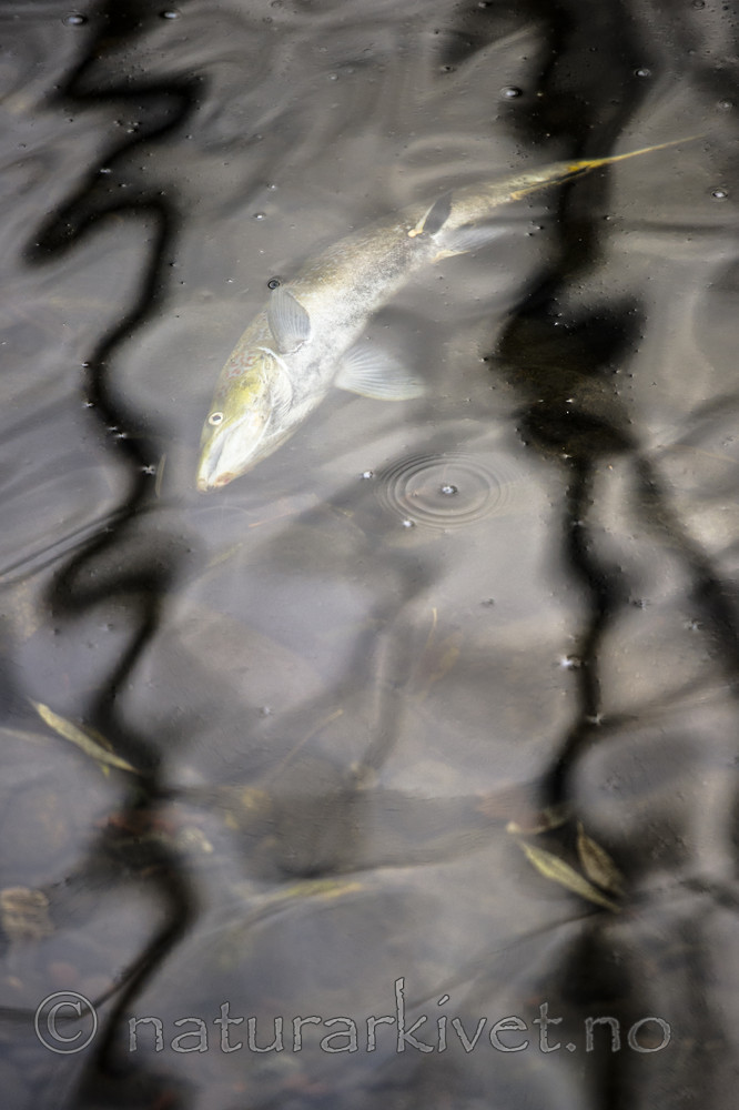 BB_20171118_0086 / Salmo salar / Laks