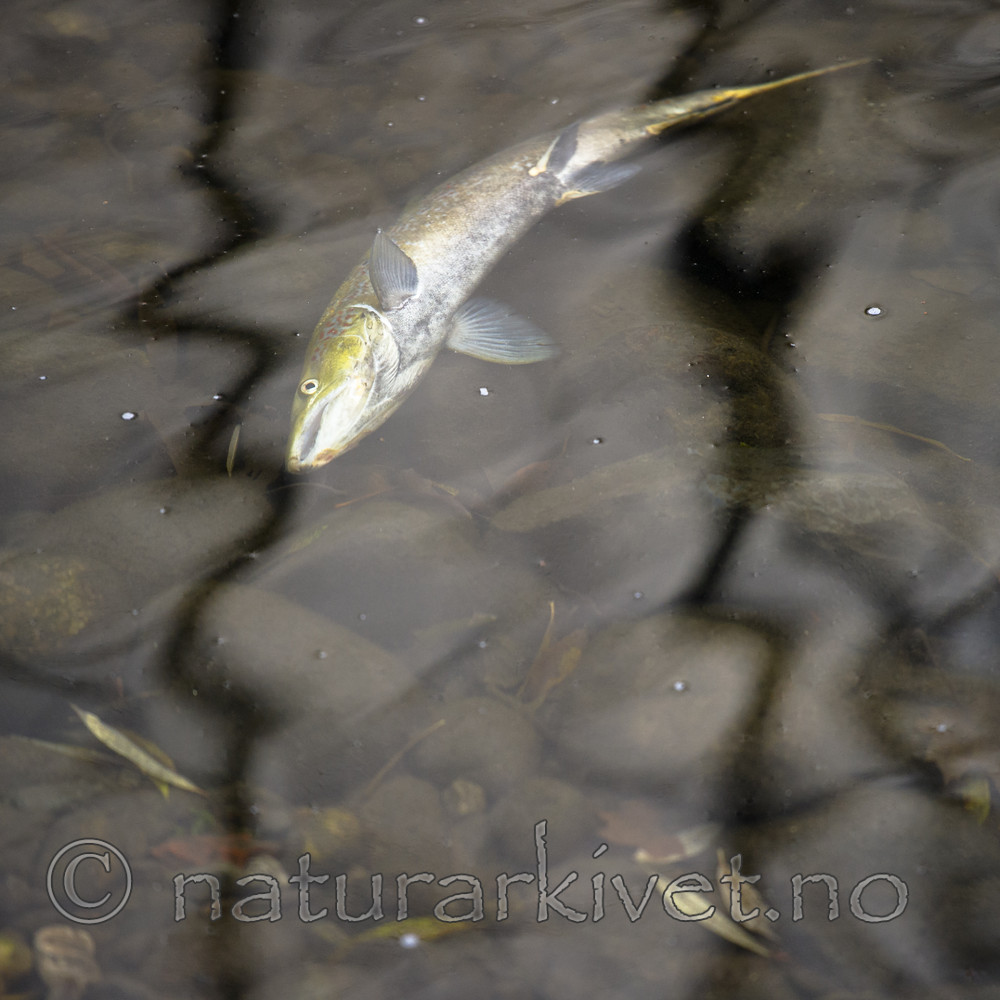 BB_20171118_0088 / Salmo salar / Laks