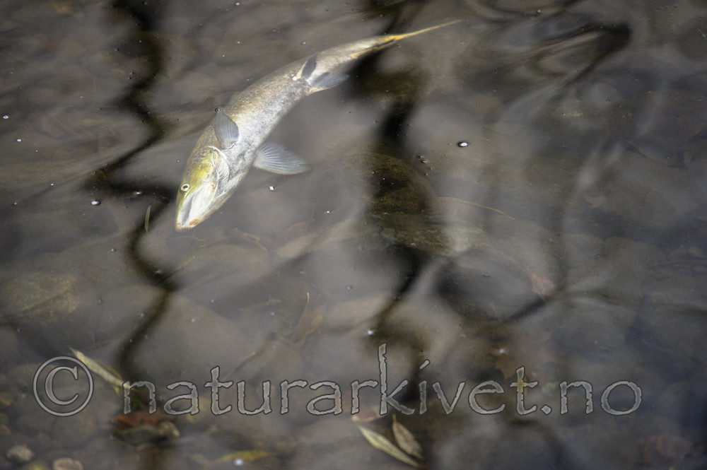 BB_20171118_0089 / Salmo salar / Laks