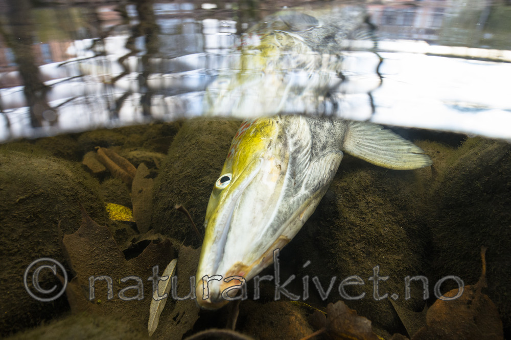 BB_20171118_0092 / Salmo salar / Laks