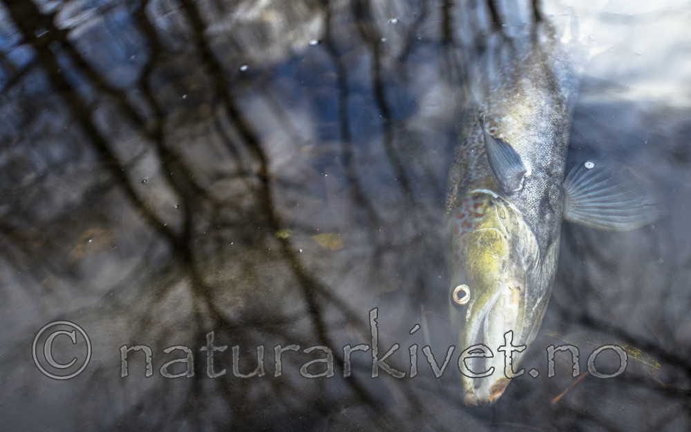 BB_20171118_0129 / Salmo salar / Laks