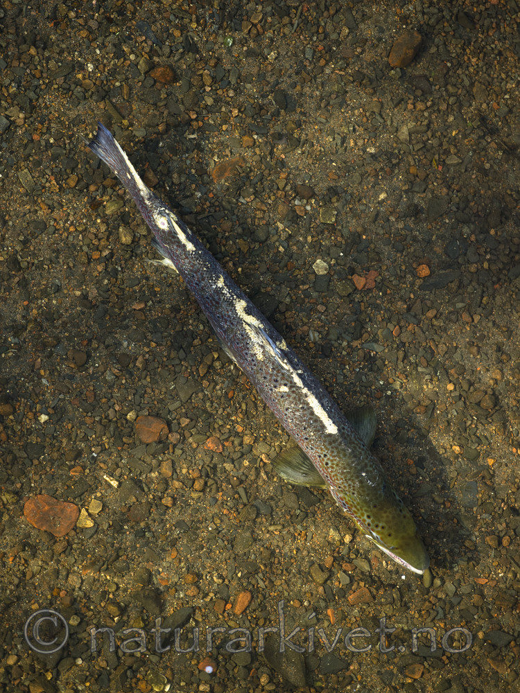 BB_20171118_0228 / Salmo salar / Laks