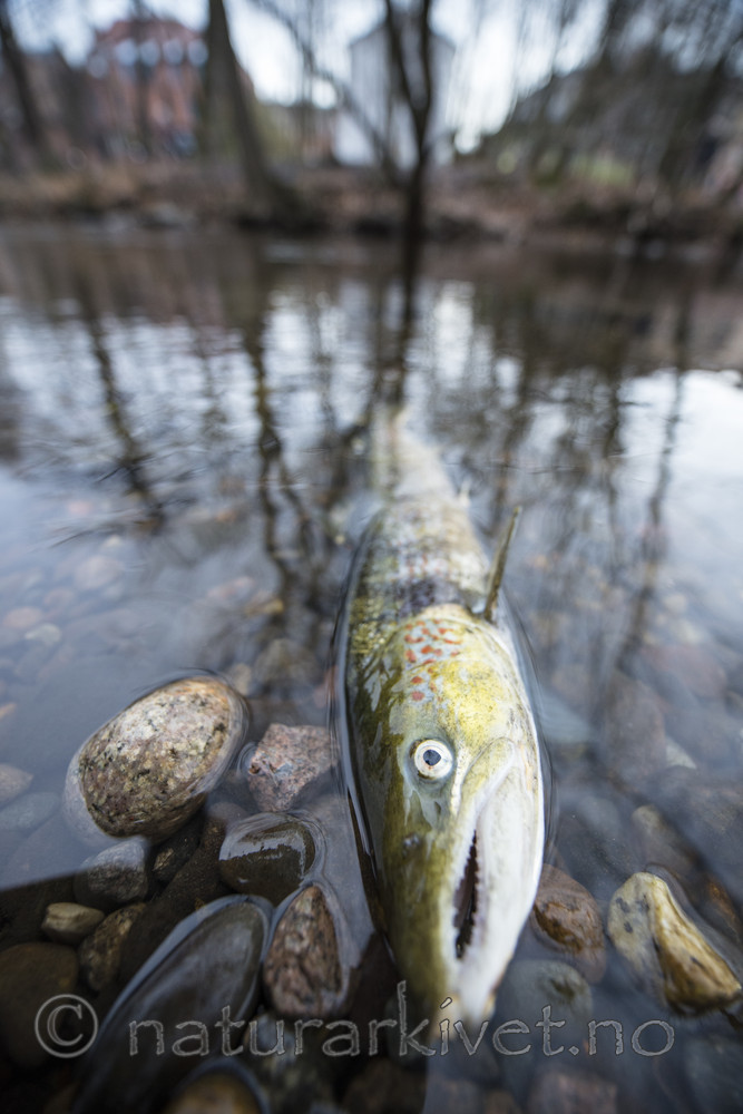 BB_20171118_0269 / Salmo salar / Laks