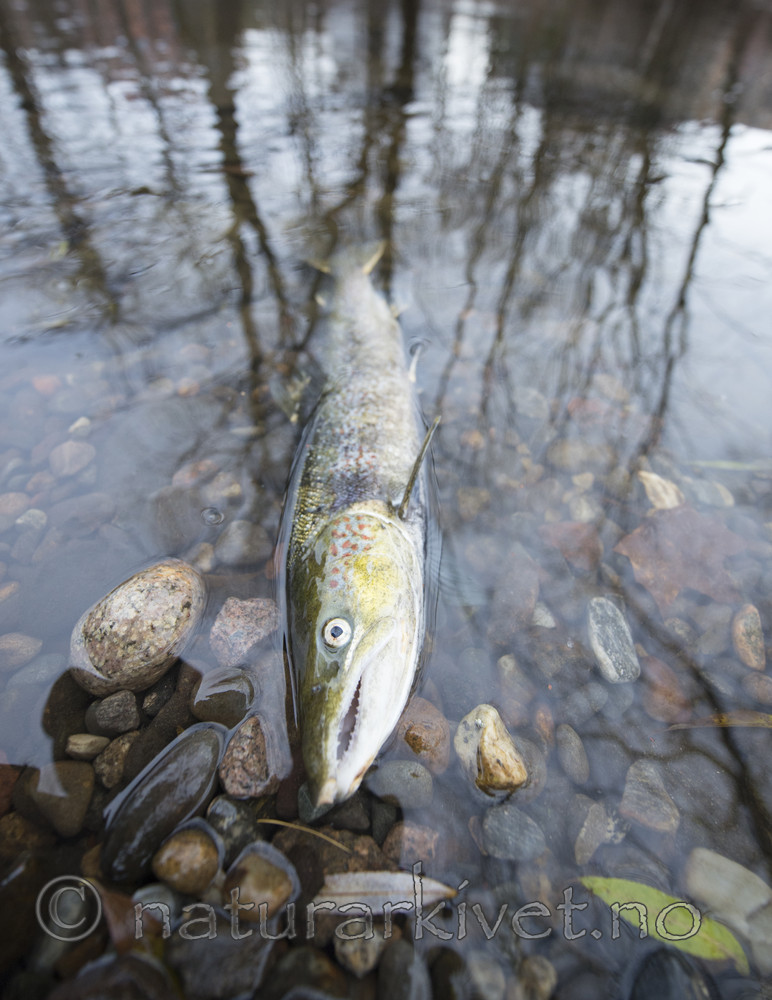 BB_20171118_0293 / Salmo salar / Laks