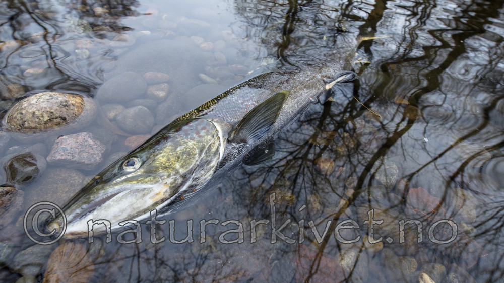 BB_20171118_0338 / Salmo salar / Laks