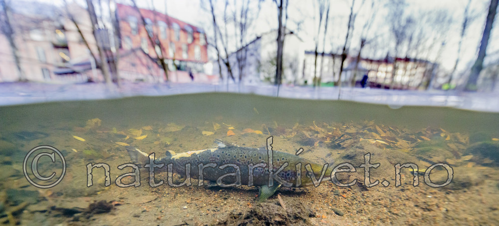 BB_20171118_0508_ / Salmo salar / Laks