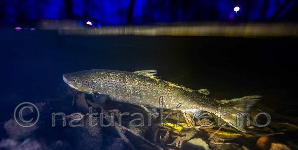 BB_20171118_0631_ / Salmo salar / Laks