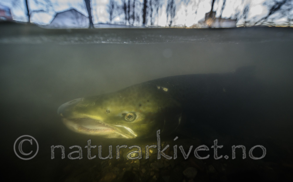 BB_20171201_0078 / Salmo salar / Laks