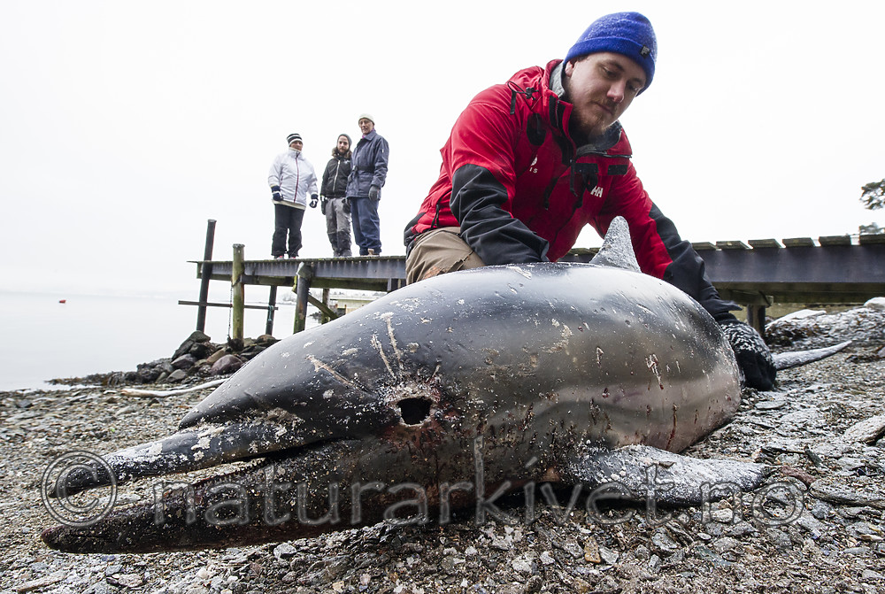 BB_20180109_0170 / Delphinus delphis / Gulflankedelfin