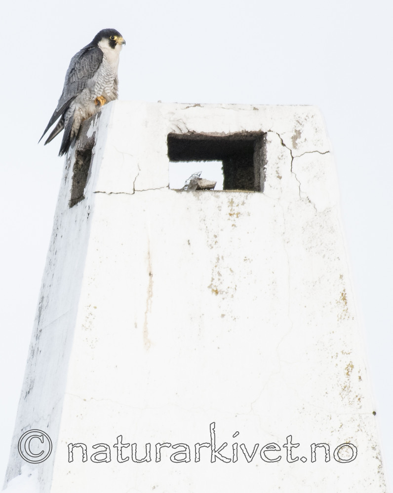 BB_20180121_0073 / Falco peregrinus / Vandrefalk
