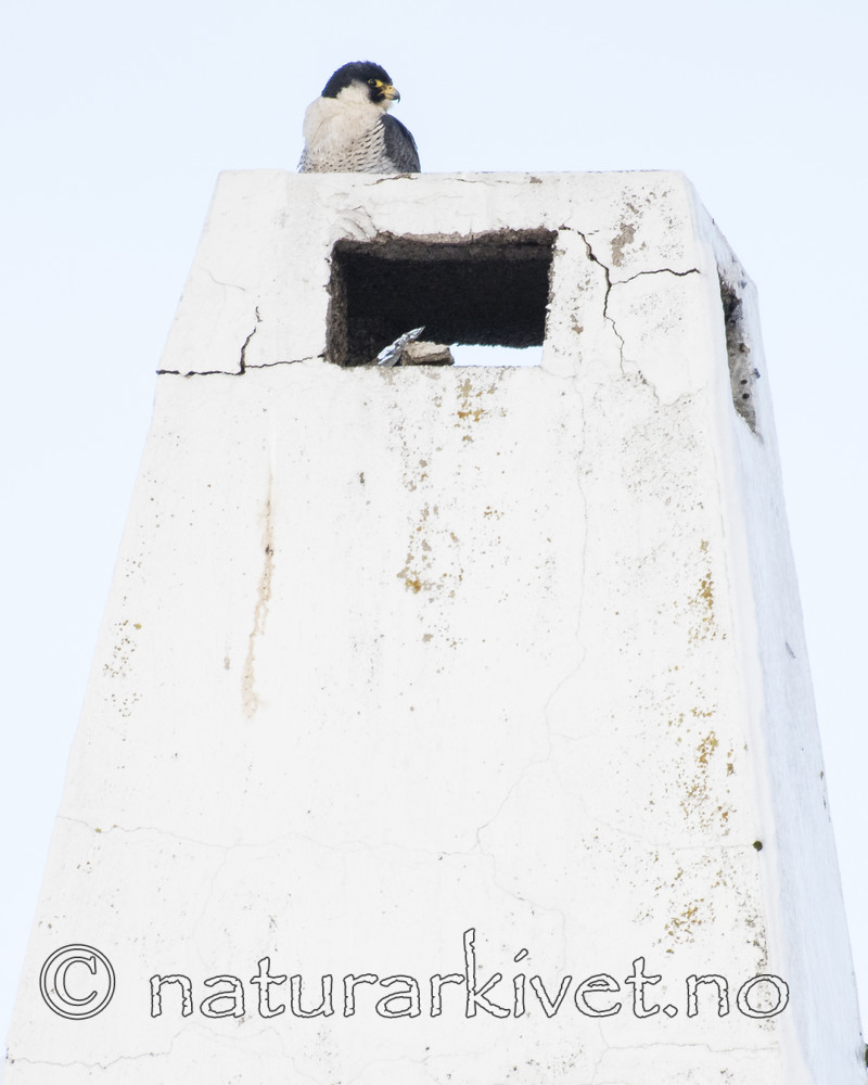 BB_20180121_0111 / Falco peregrinus / Vandrefalk